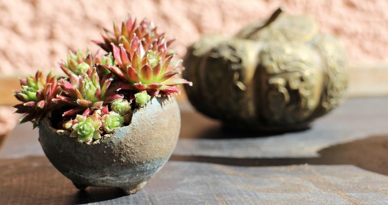 Nature-inspired Accents