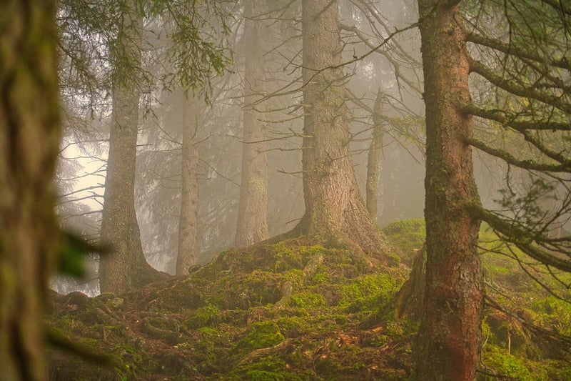 Forest Wedding Venue