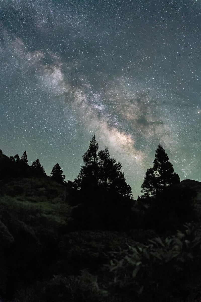 Forest at Night