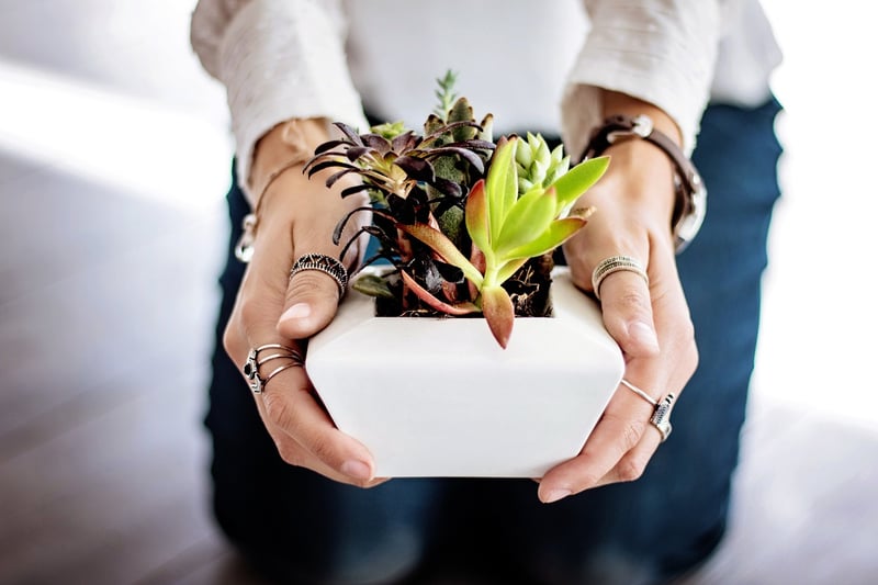 Botanical Bliss